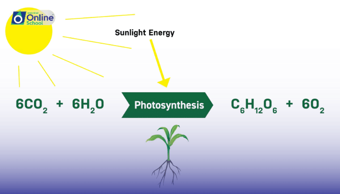 Lesson 14: Comparative Study of Photosynthetic Processes